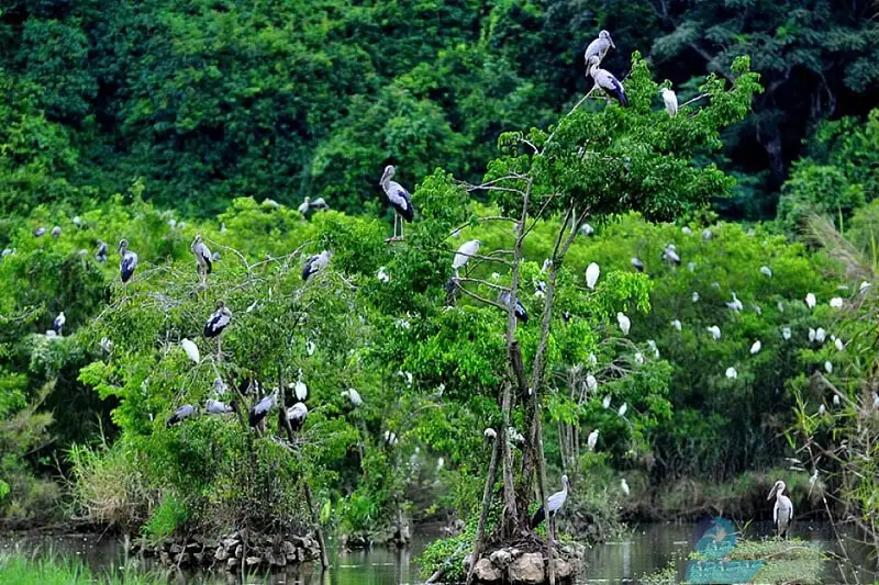 Vườn chim Bạc Liêu.
