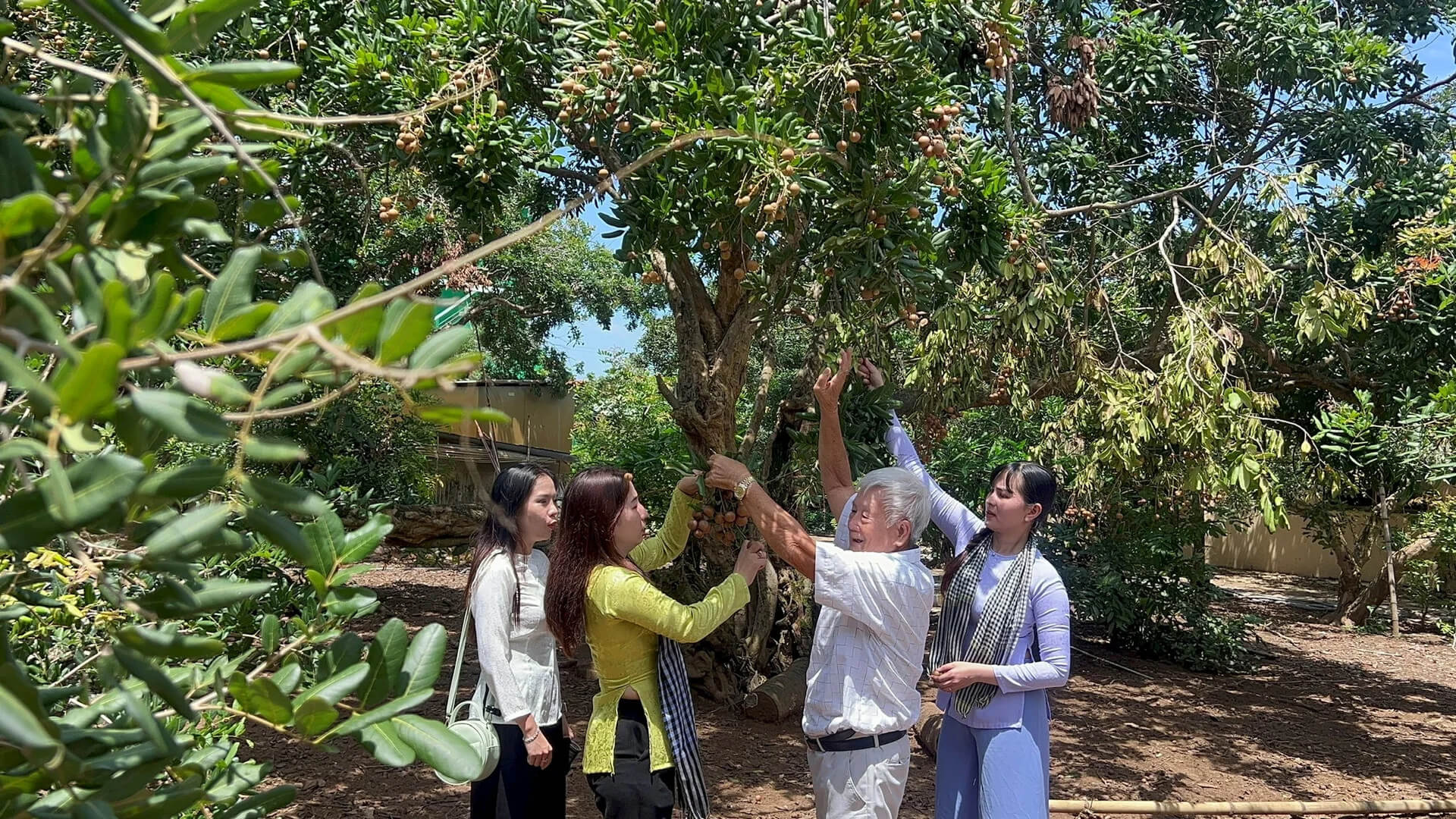 Vườn nhãn cổ