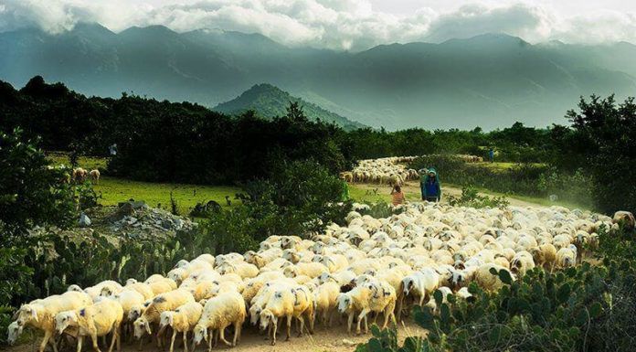 Ghé cánh đồng Cừu đẹp như trong truyện cổ tích ở Ninh Thuận