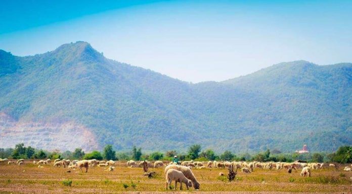 Ghé cánh đồng Cừu đẹp như trong truyện cổ tích ở Ninh Thuận