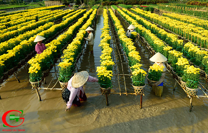 Kham-pha-ve-dep-cua-lang-hoa-sa-dec-dong-thap-lang-hoa-lon-nhat-mien-tay-4