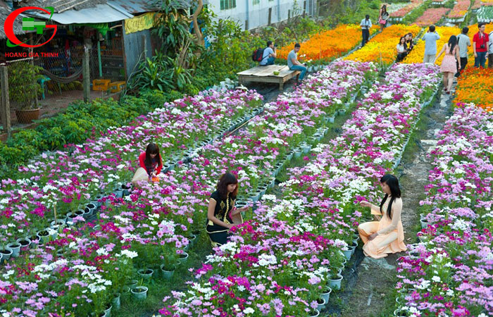 Kham-pha-ve-dep-cua-lang-hoa-sa-dec-dong-thap-lang-hoa-lon-nhat-mien-tay-9