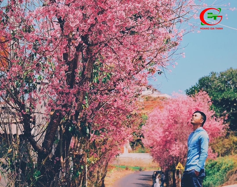 Check in mai anh đào nở rộ ở Đà Lạt