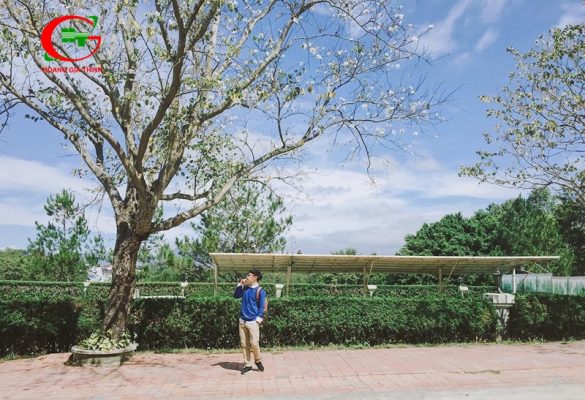 Du lịch Đà Lạt tháng 12 hoa ban trắng